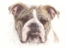Bulldog